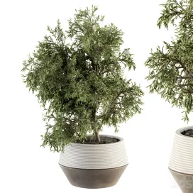 Ndoor Plant Plants Set in pot